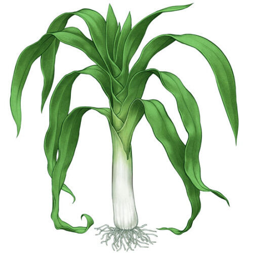 All About Growing Leeks